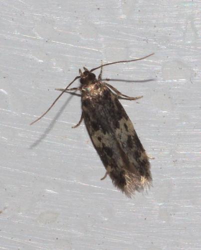 Apatema sp.